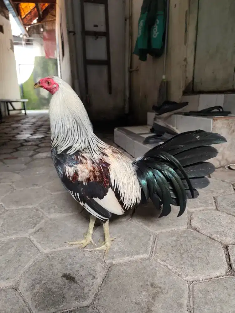 Ayam Philipina jenis popeye grey usia 6,5 bulan size L nyali full