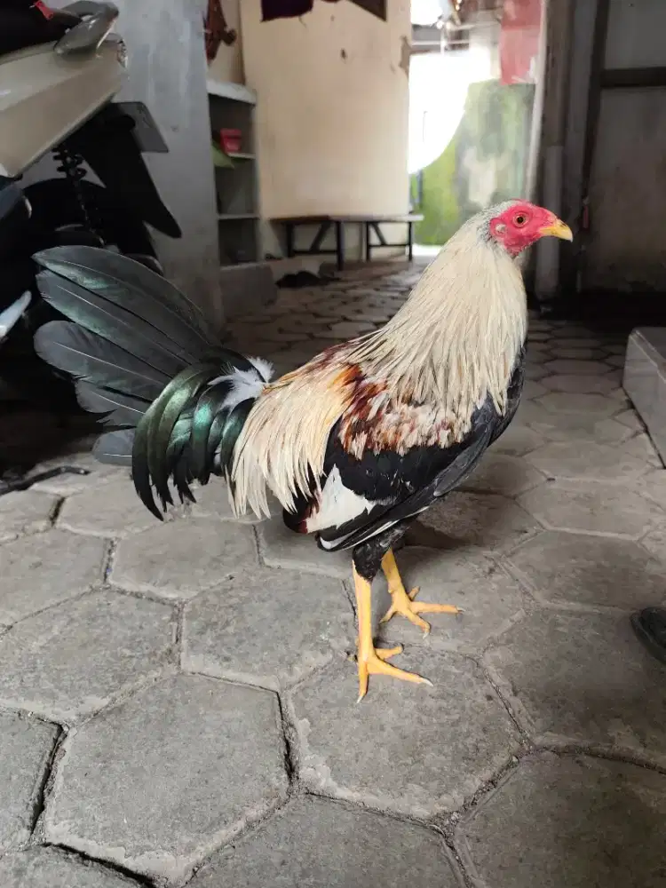 Ayam Philipina ternakan sendiri usia 6,5 bulan