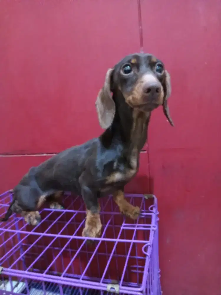 FREE adopsi betina tekel dan chi hua hua