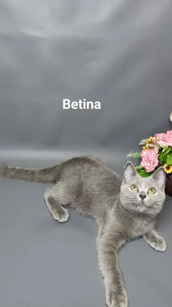 BSH kitten jantan&betina