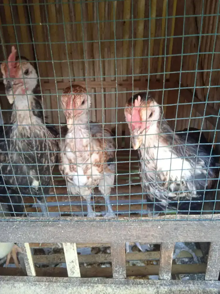 Anakan ayam pelung usia 1.5bln
