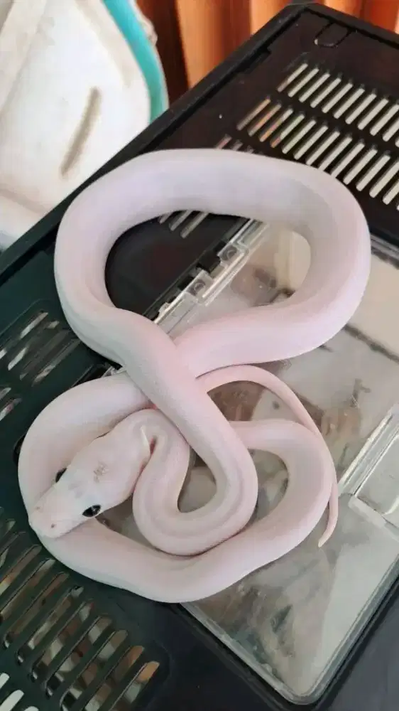 ULAR PUTIH CANTIK LUCU