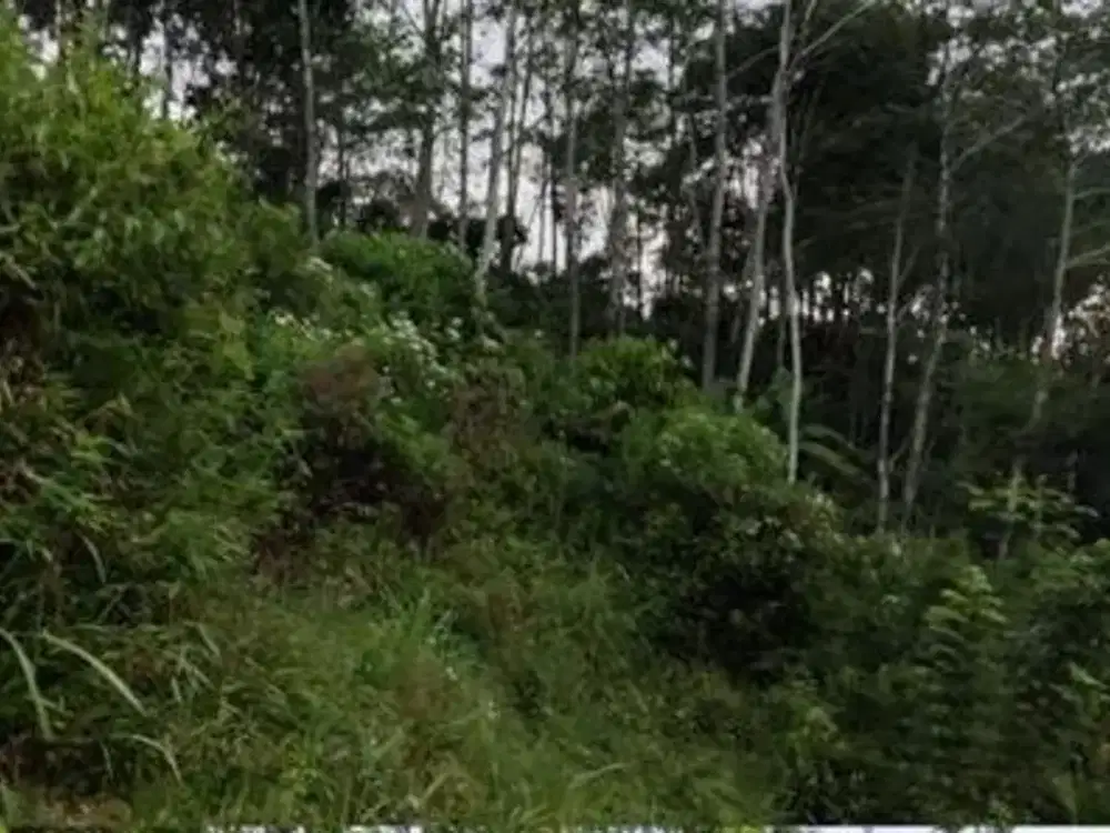 Dijual Tanah Luas Cocok Untuk Perkebunan di Sumowono Bandungan