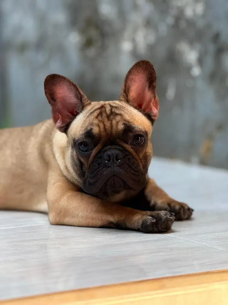 french bulldog import