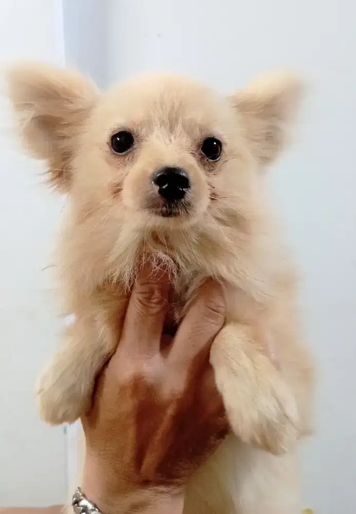 Minipom jantan no stb