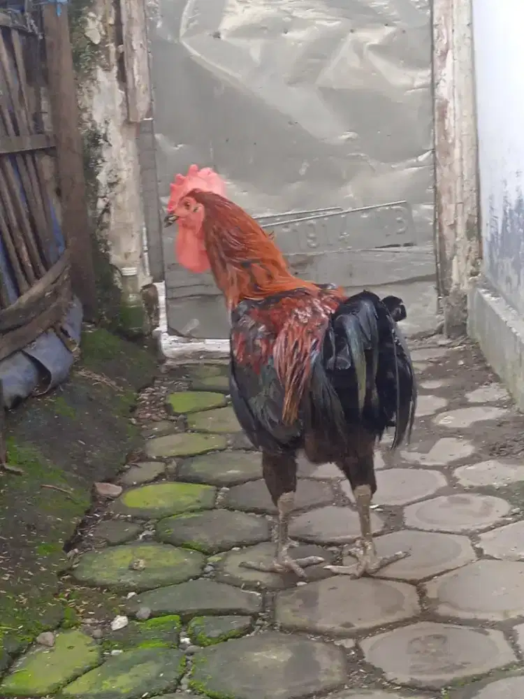 Jago pelung asal garut