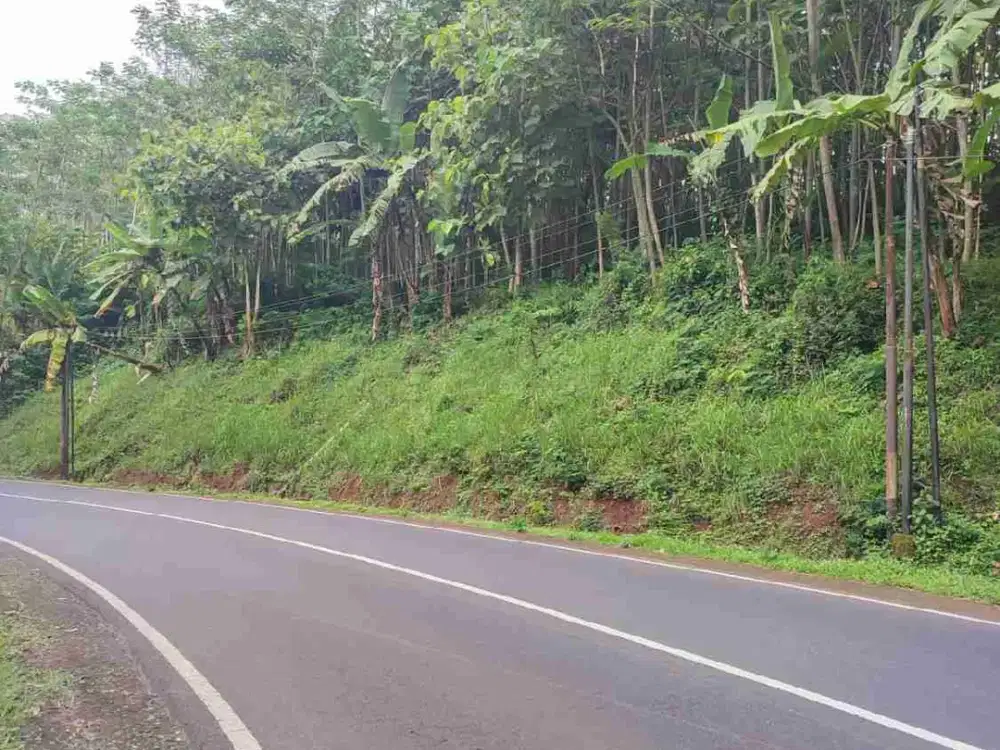 Dijual Kebun BALSA di Bondowoso