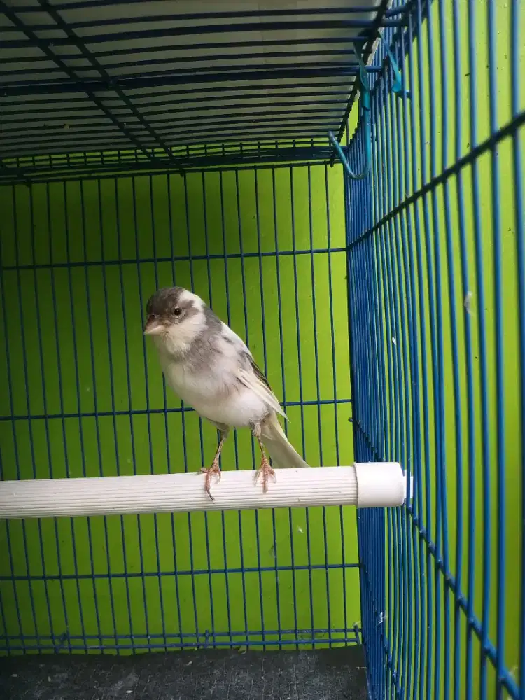 Kenari panda simetris