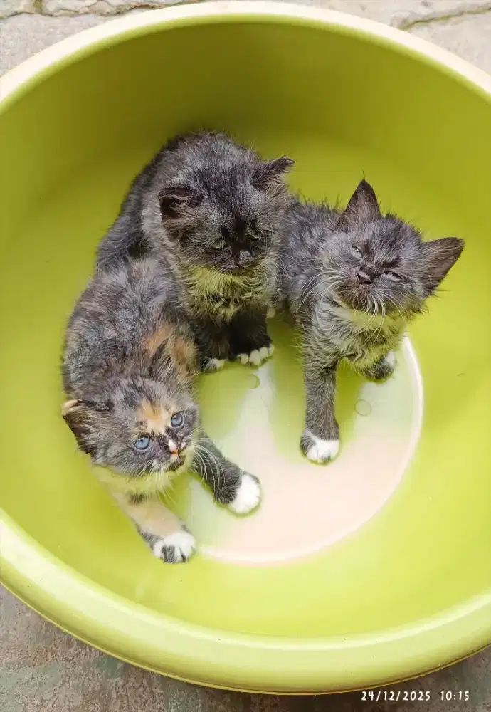 Open Adopt Persia Medium 7 Minggu