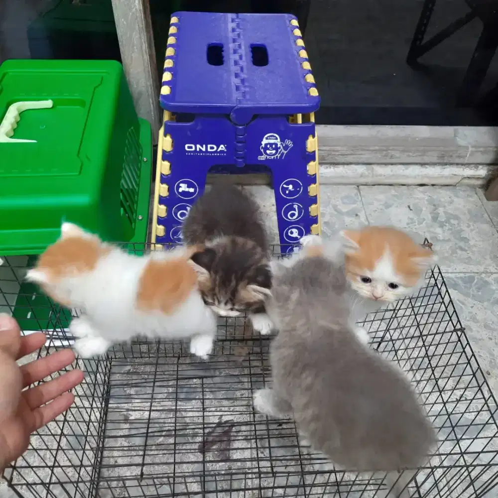 Persia Kitten flatnose X persimed