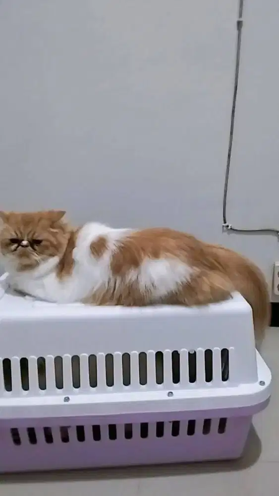 Lepas Adopt Kucing Ras