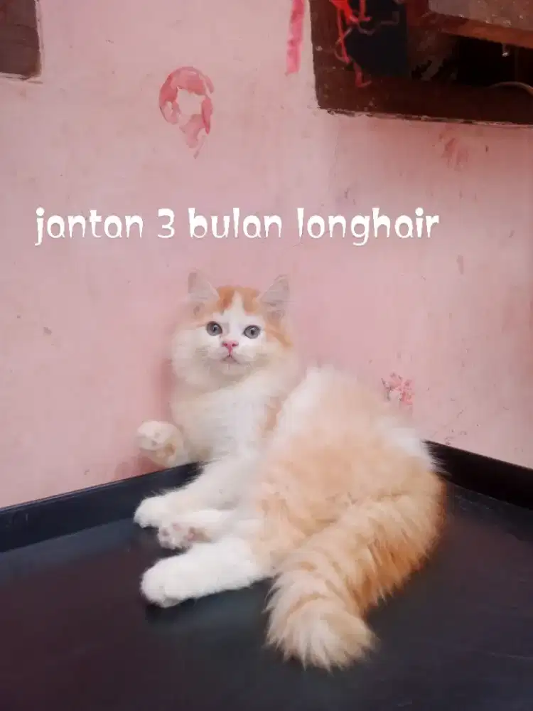 Kucing Persia medium