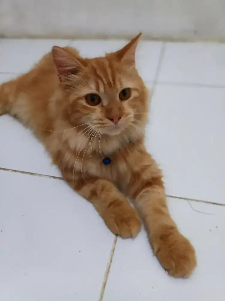 OPEN ADOPSI USIA 7BULAN