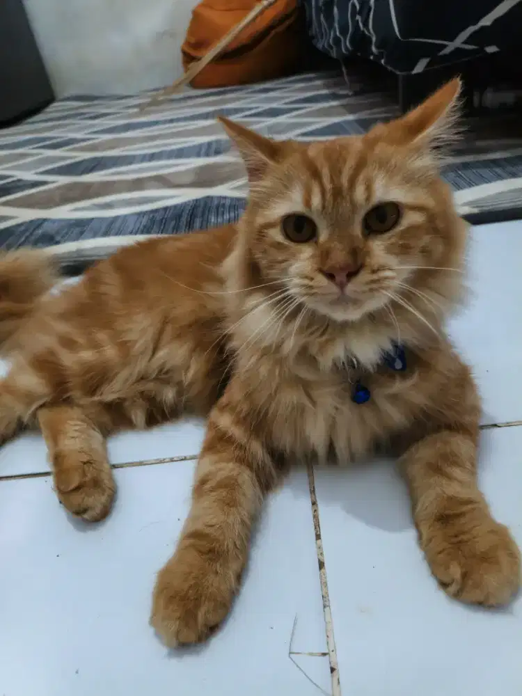 OPEN ADOPSI USIA 7BULAN
