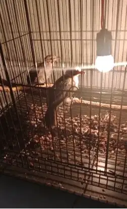 Cucak Rawa / Cucak Rowo / CR Trotol Muda 2Bln