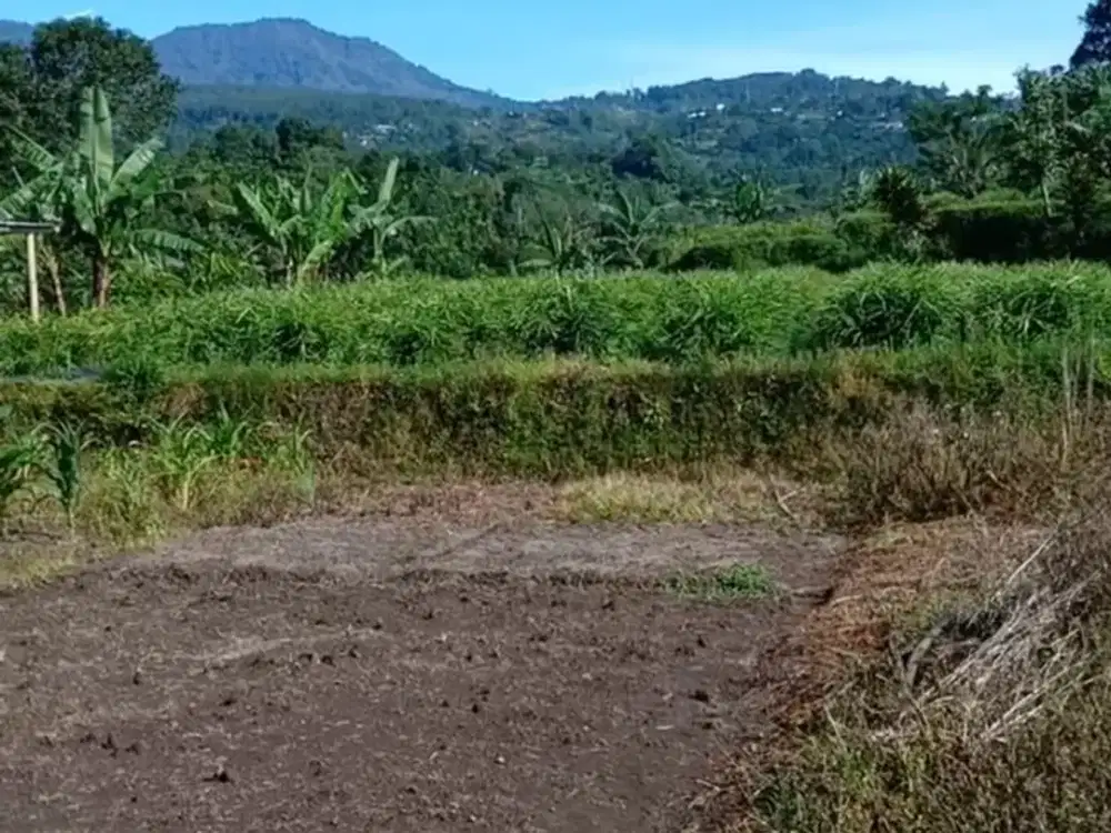 Tanah super murah di bedugul tabanan bali full view gunung dan danau