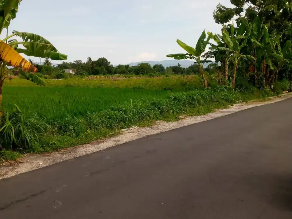VIEW GUNUNG MERAPI DIJUAL TANAH SAWAH STRATEGIS MANGKU JALAN KRANGGAN, MANISRENGGO