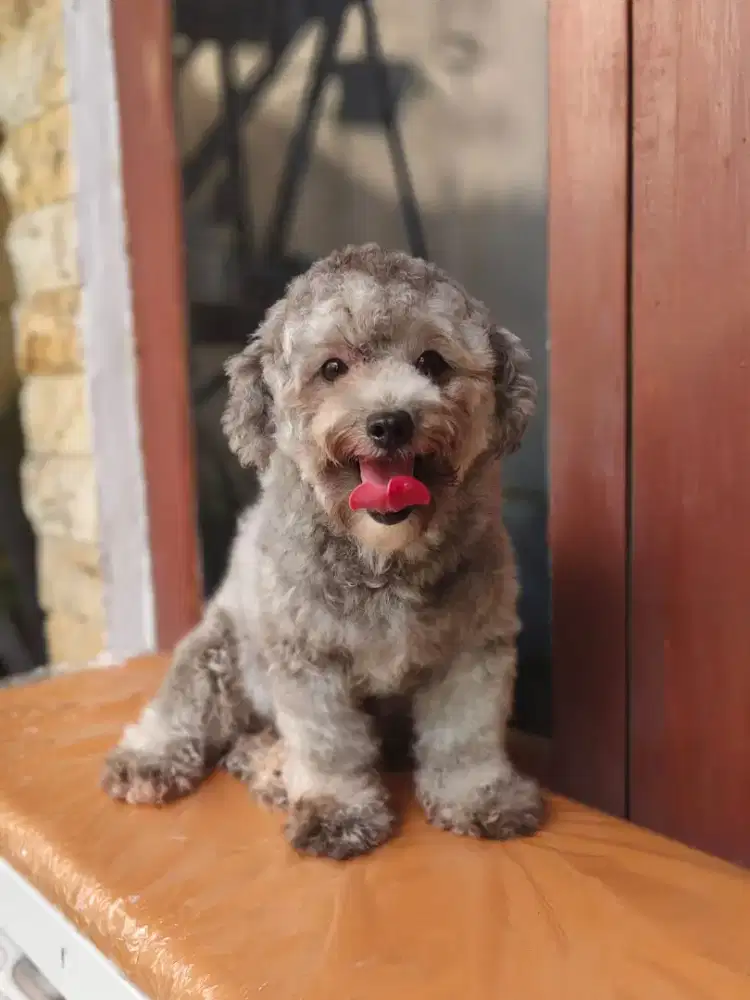 Female dewasa Silver Grey Tiny Toy Poodle