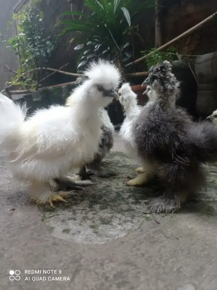 Ayam Amerika Silkie