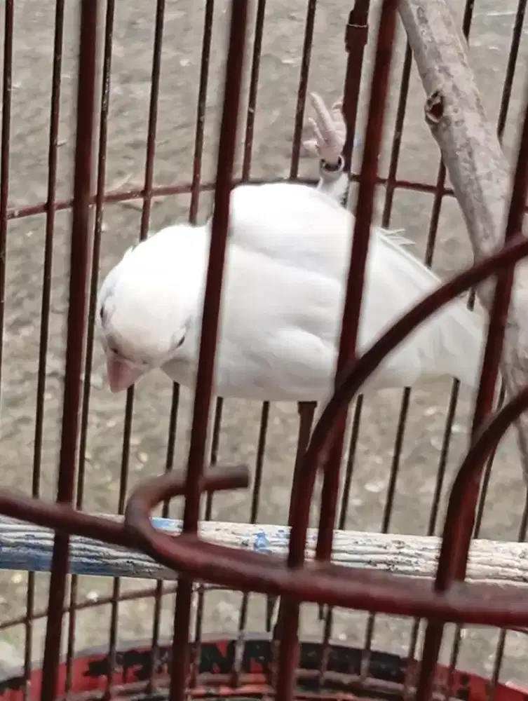 Burung lokbet albino mata merah rajin bunyi