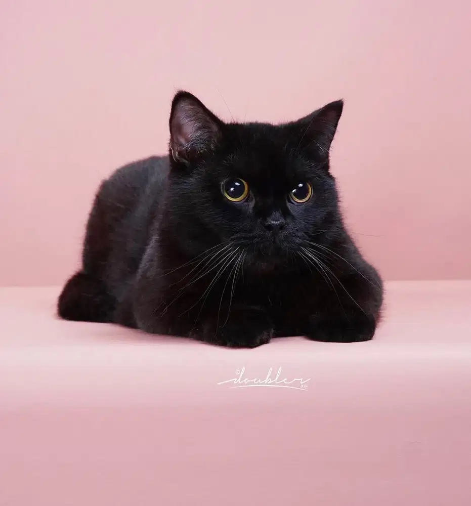 Scottish straight manja banget pet only