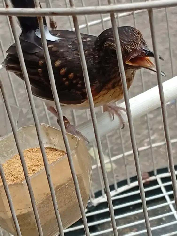 Murai trotolan gemblingan no mines