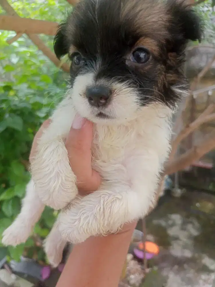 Jual anak anjing mini