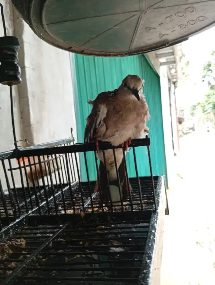 Burung tekukur anakan