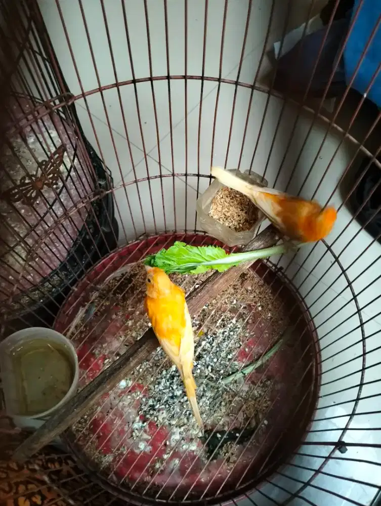 Kenari merlok dan af