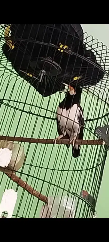 Jual burung jalak suren jawa