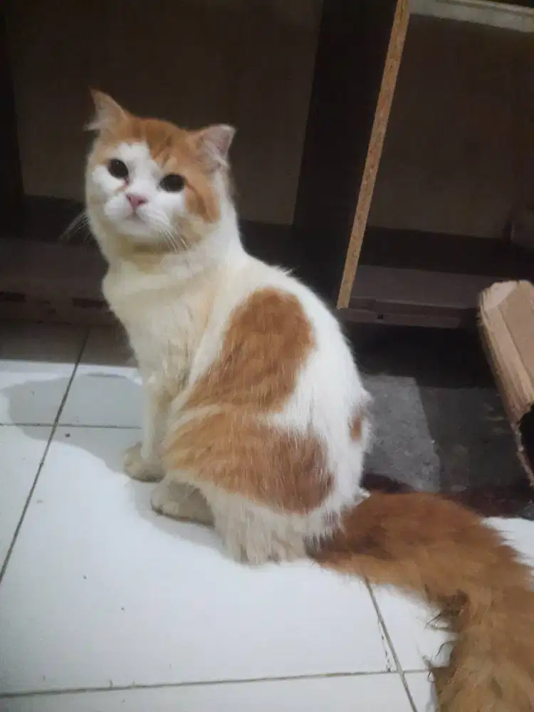 Kucing orange jantan