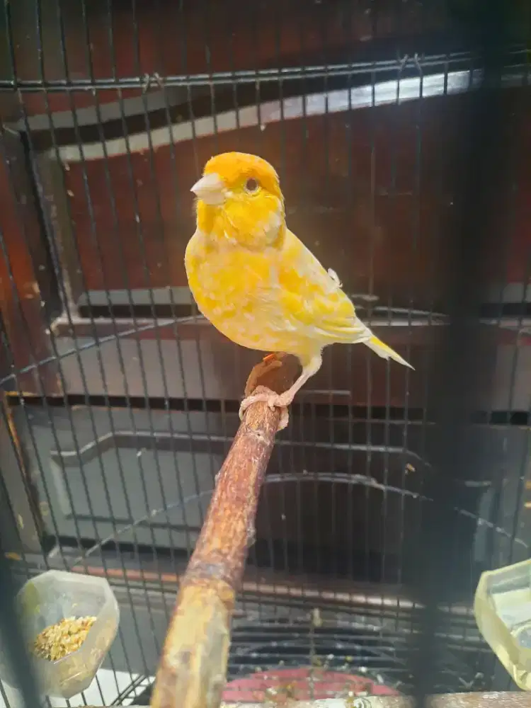 Kenari merlok ring gacor baru rapih mabung..