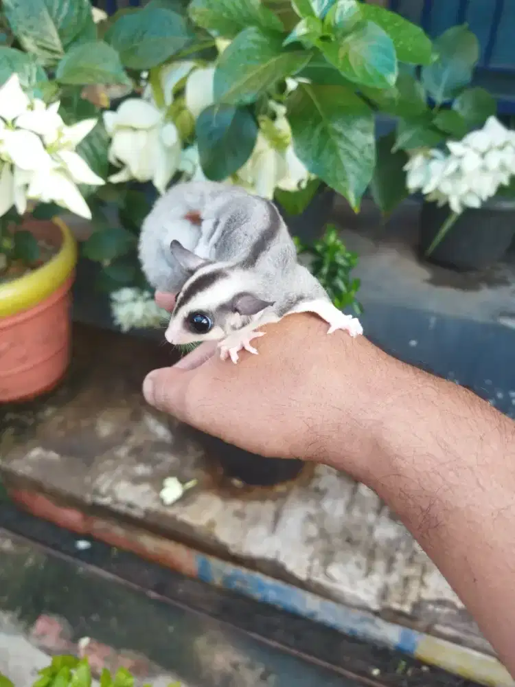 sugar Glider mozaic jantan