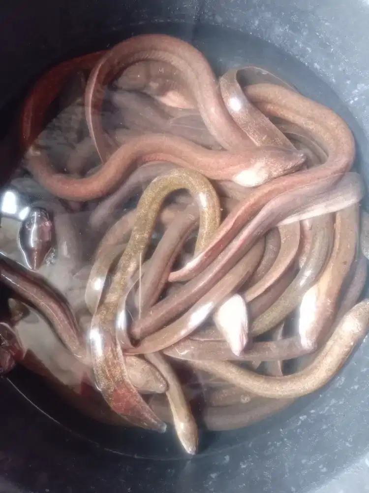 Jual belut segar terima pesan antar