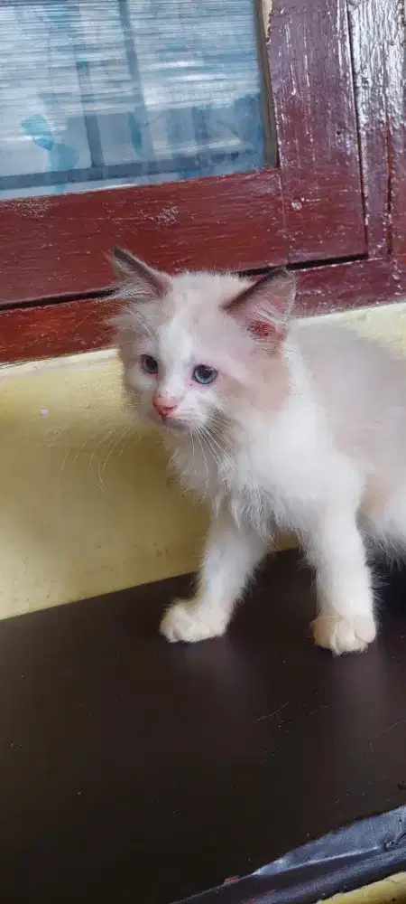 Ragdoll simetris terjangkau