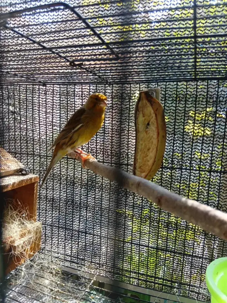 Burung kenari jantan