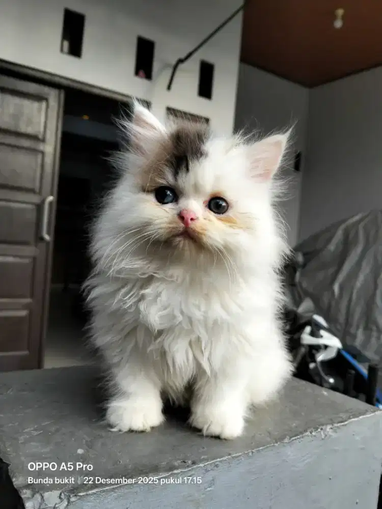 Kitten kucing Persia jantan 3 bulan