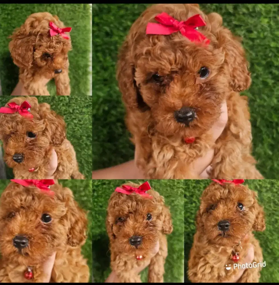Toy Poodle Red Female