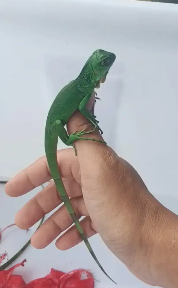Anak iguana green & super red borong