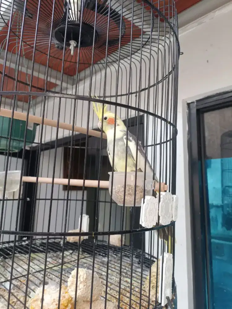 Burung falk jantan