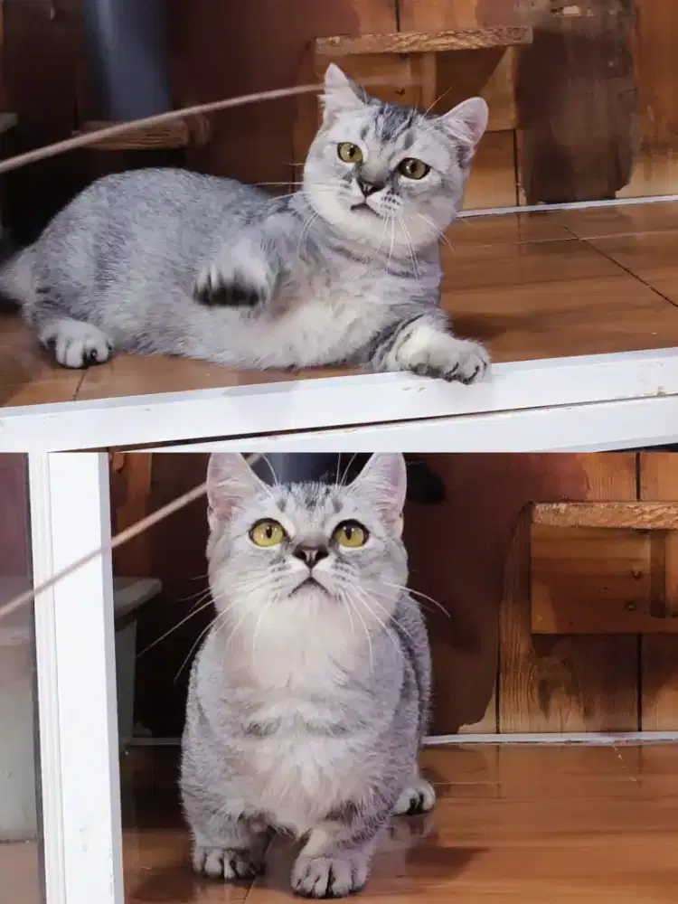 Kucing kitten munchkin BSH jantan