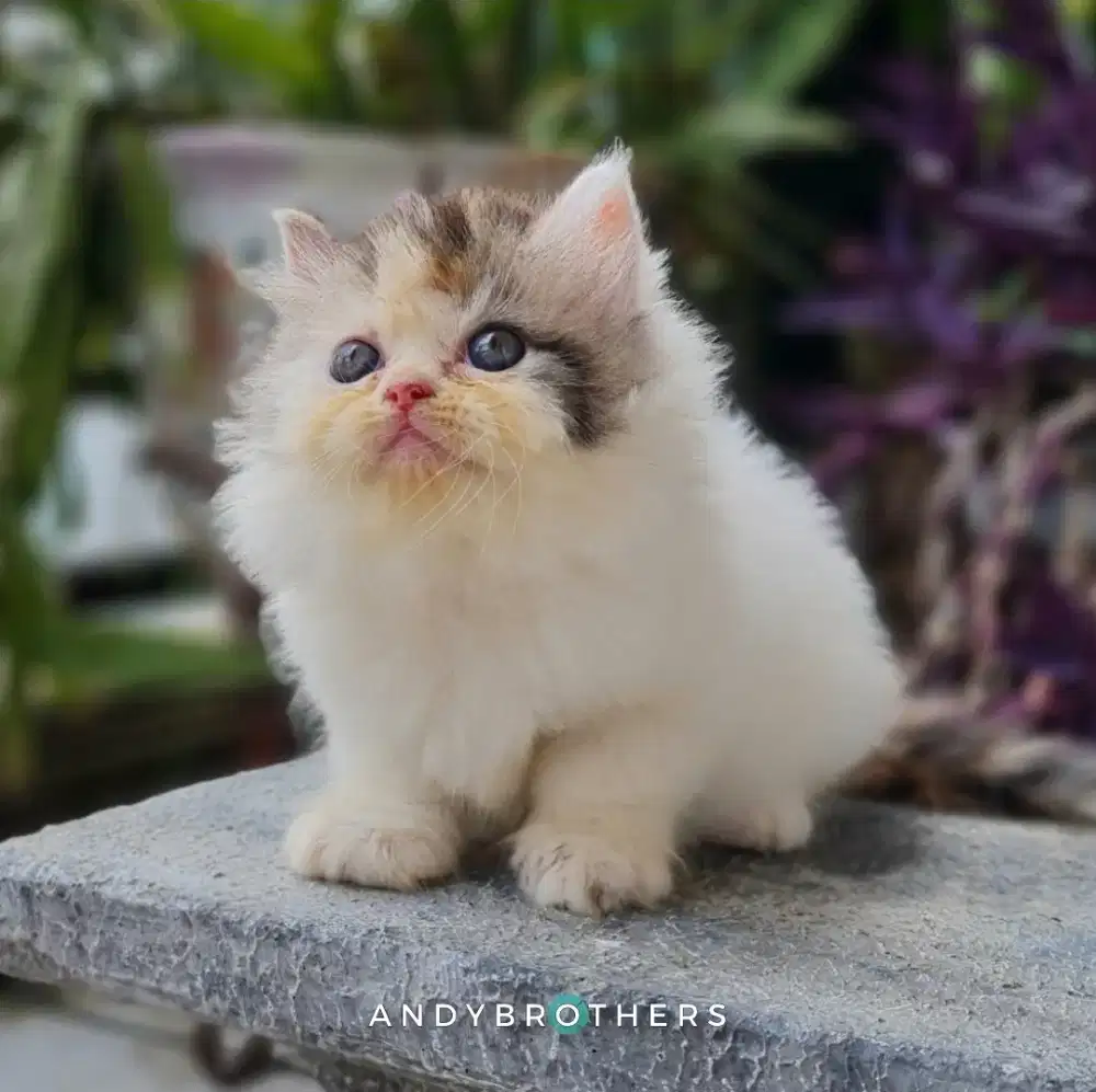 LEPAS ADOPSI Kucing Kitten Persia Flatnose x Peaknose Longhair BETINA