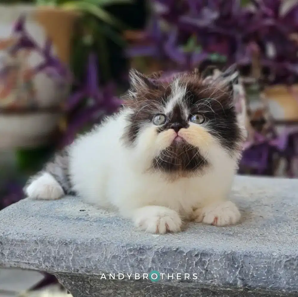 LEPAS ADOPSI Kucing Kitten Persia Flatnose x Peaknose Longhair BETINA
