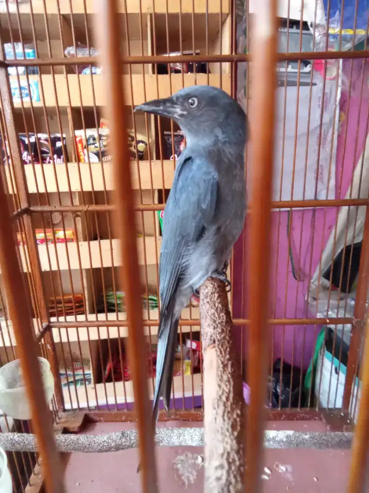 Burung SRIGUNTING ABU MATA PUTIH