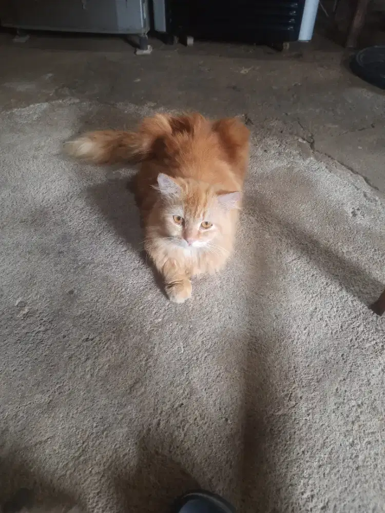 Lepas adop kucing jantan