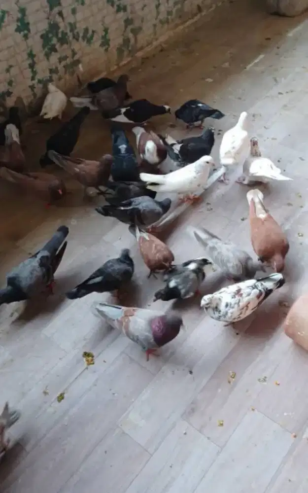 Burung merpati kolong