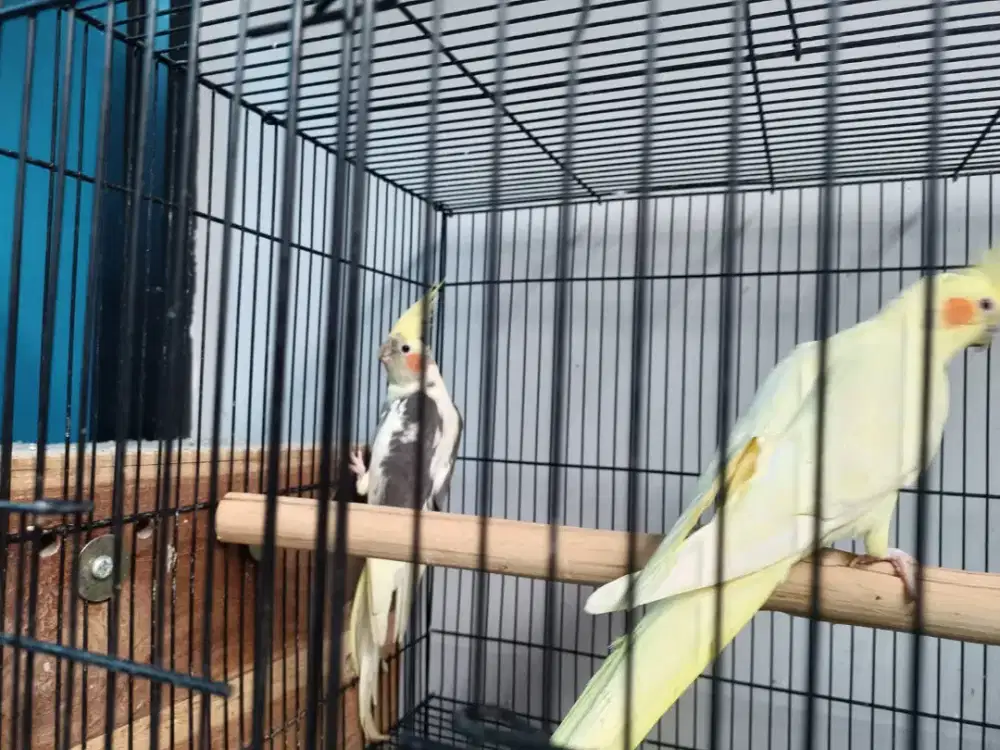 Sepasang falk sudah produksi