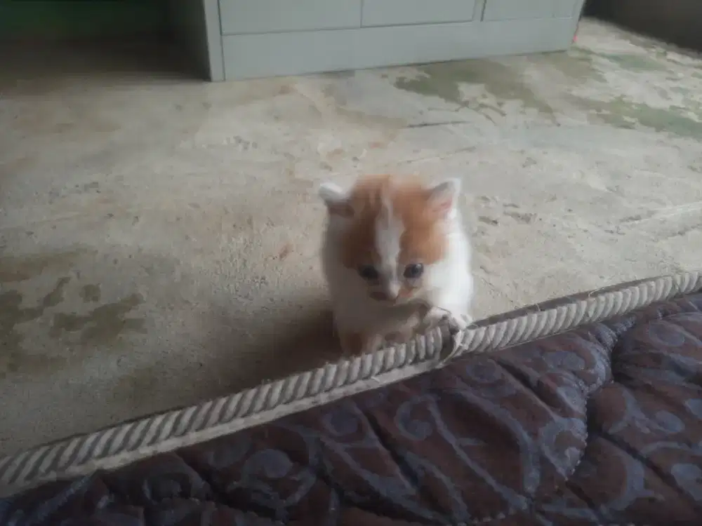 Lepas adop anak kucing