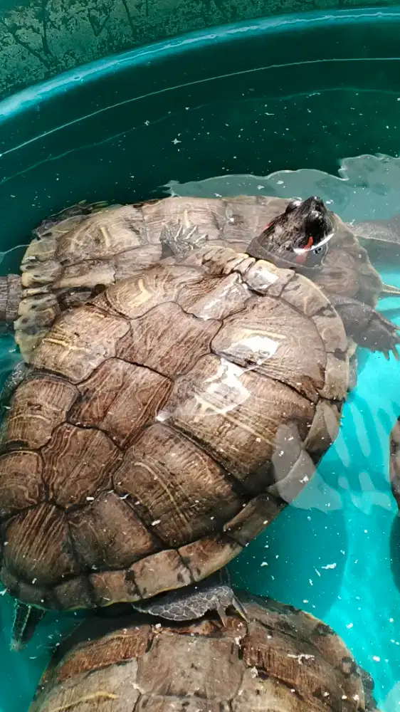 Kura kura Brazil Big Size