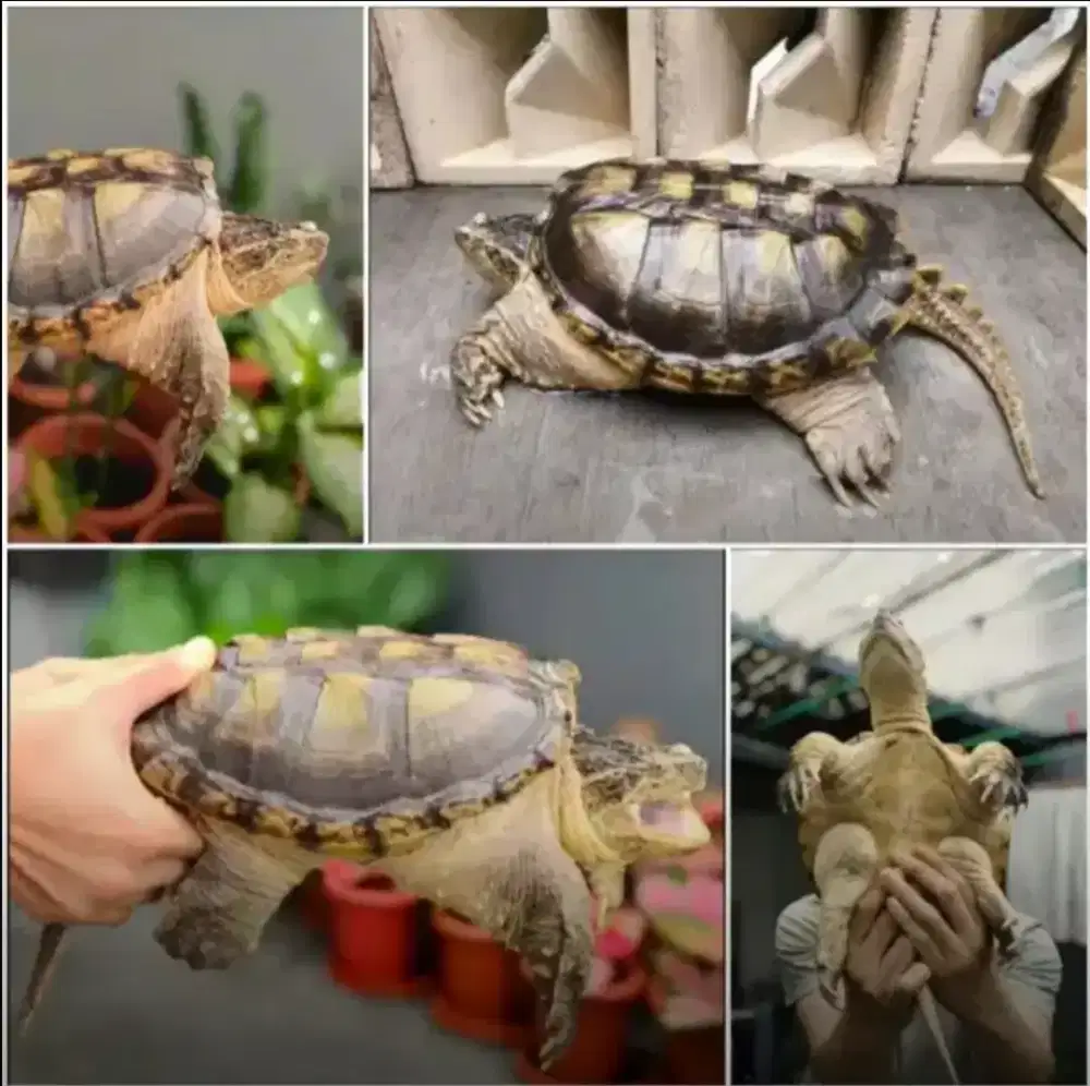 LANGKA Kura-kura Common Snapping Turtle Rawatan SUPER CERAH Plus AQu1M